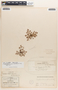 Euphorbia stictospora image
