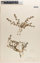 Euphorbia thymifolia image