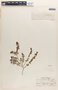 Euphorbia thymifolia image