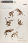 Euphorbia thymifolia image