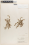Euphorbia thymifolia image