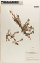 Euphorbia thymifolia image