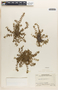 Euphorbia thymifolia image