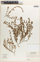 Euphorbia thymifolia image