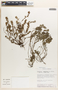 Euphorbia thymifolia image