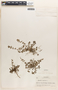 Euphorbia thymifolia image