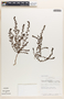 Euphorbia thymifolia image