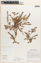 Euphorbia thymifolia image
