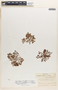Euphorbia stictospora image