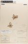 Euphorbia stictospora image