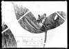 Phitopis multiflora image
