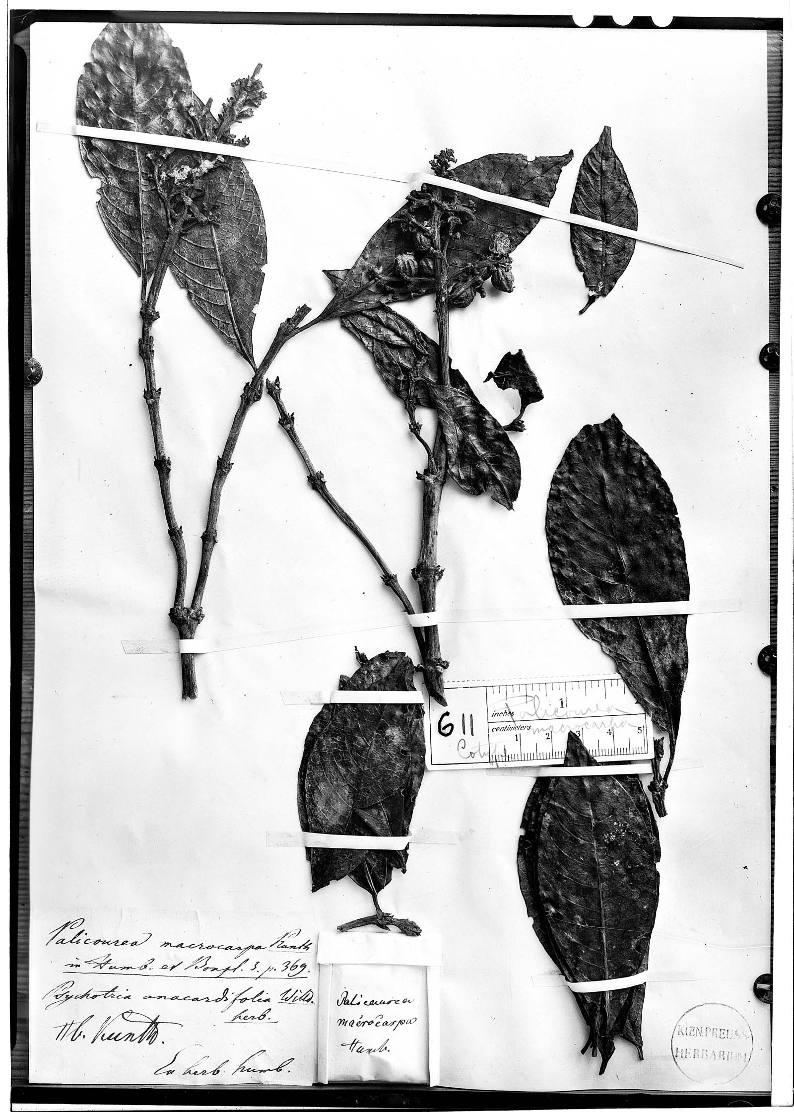 Palicourea anacardiifolia image