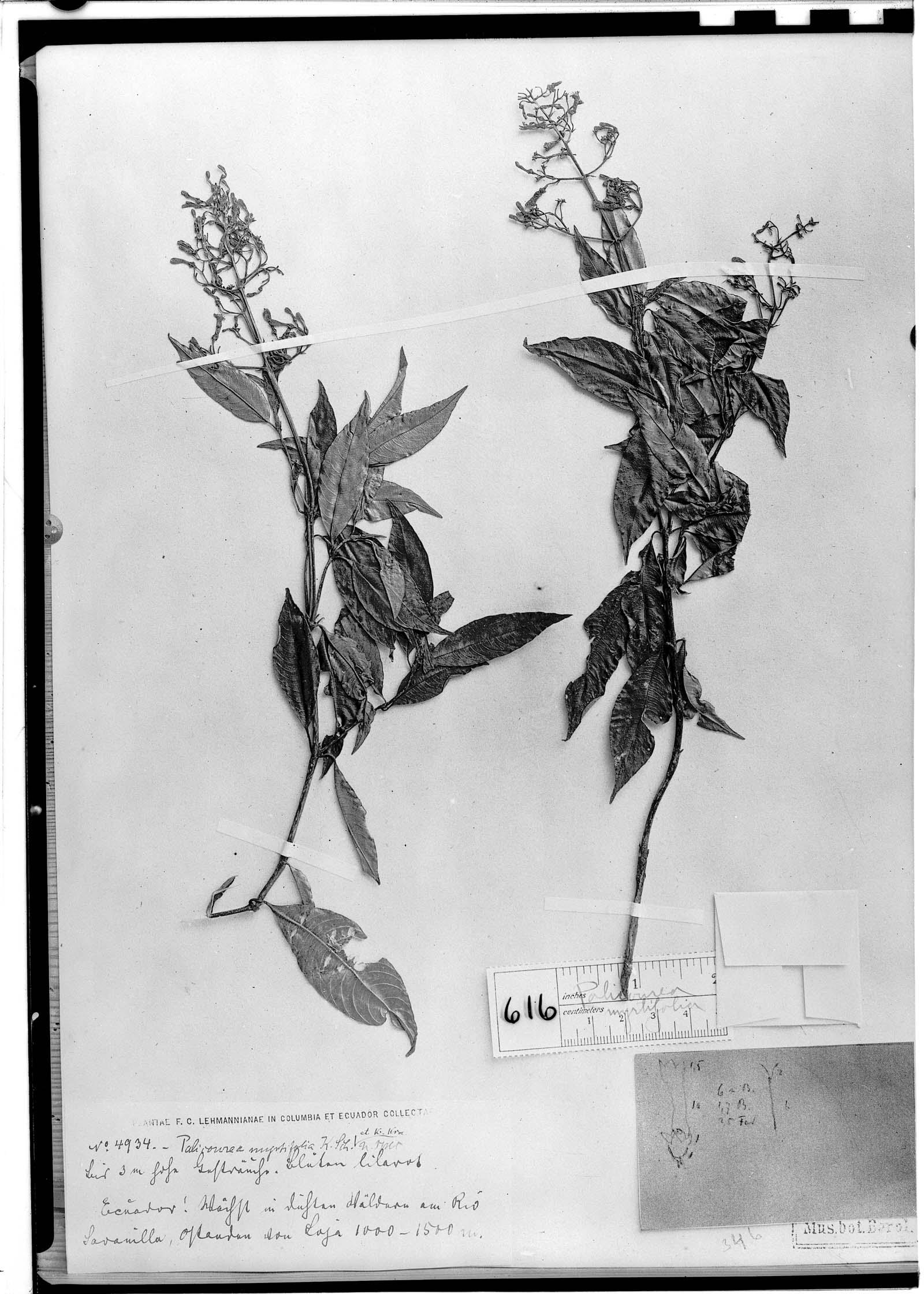 Palicourea myrtifolia image