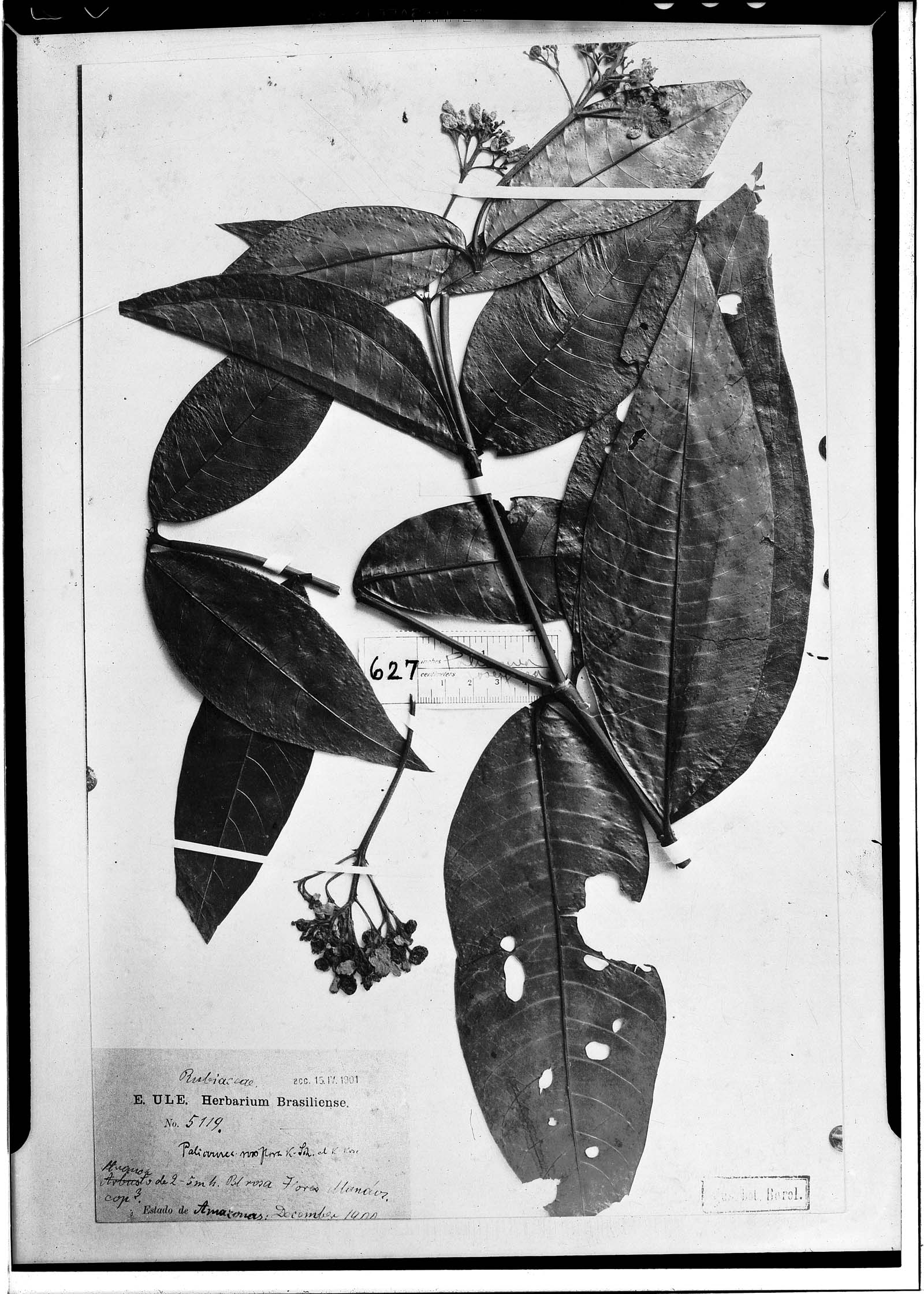 Palicourea roseiflora image