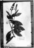 Palicourea sclerophylla image