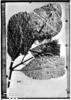 Psychotria sellowiana image