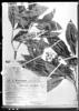 Palicourea stenophylla image