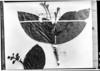 Rudgea longiflora image