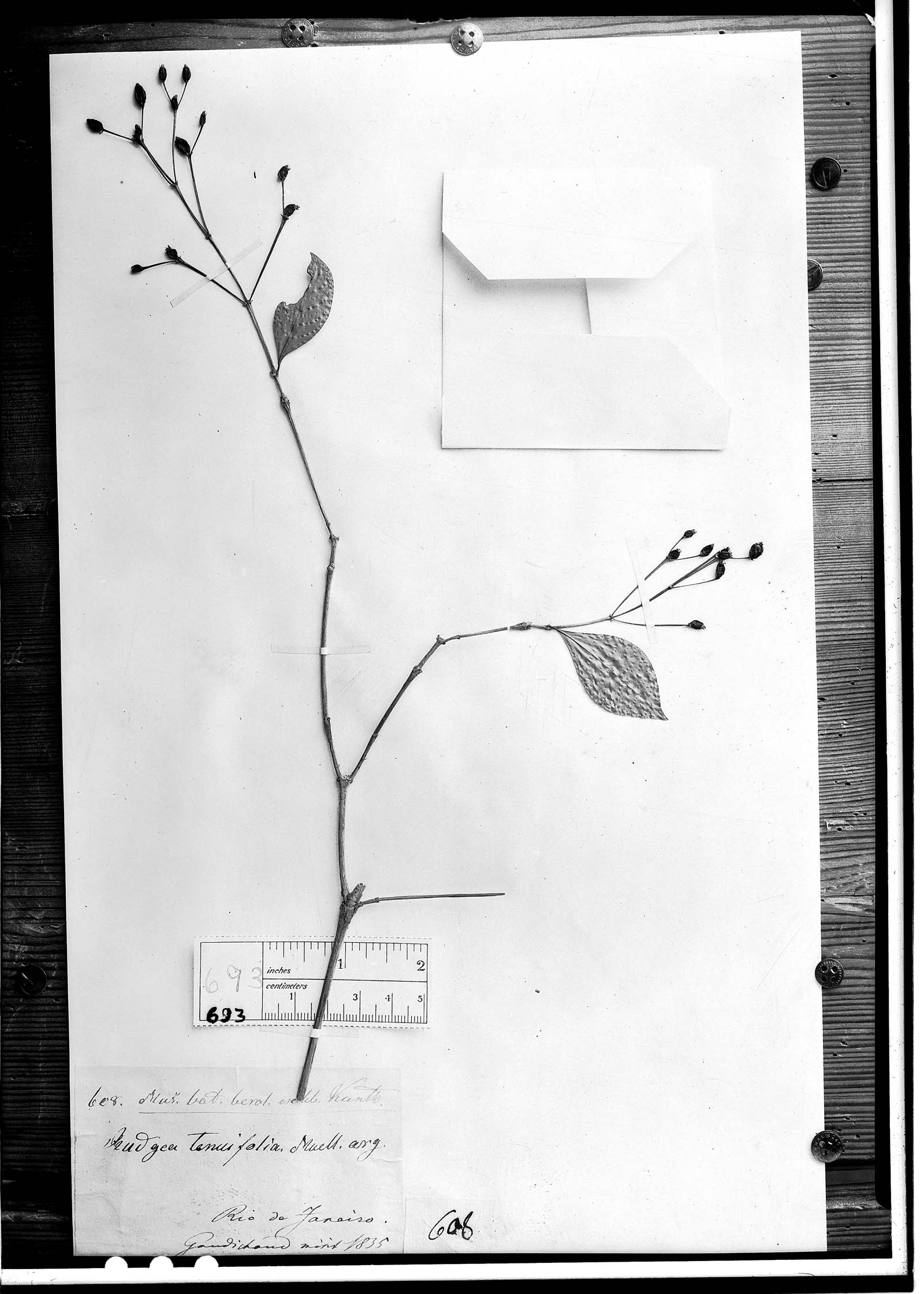 Rudgea minor subsp. minor image