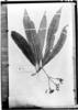 Rustia angustifolia image
