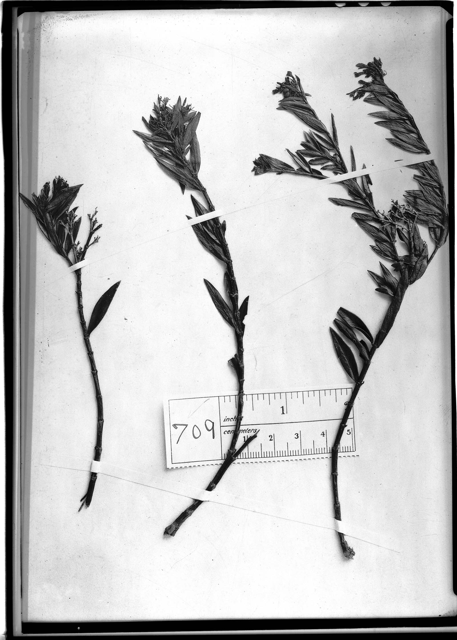 Declieuxia leiophylla image