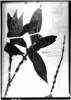 Psychotria erythrocephala image