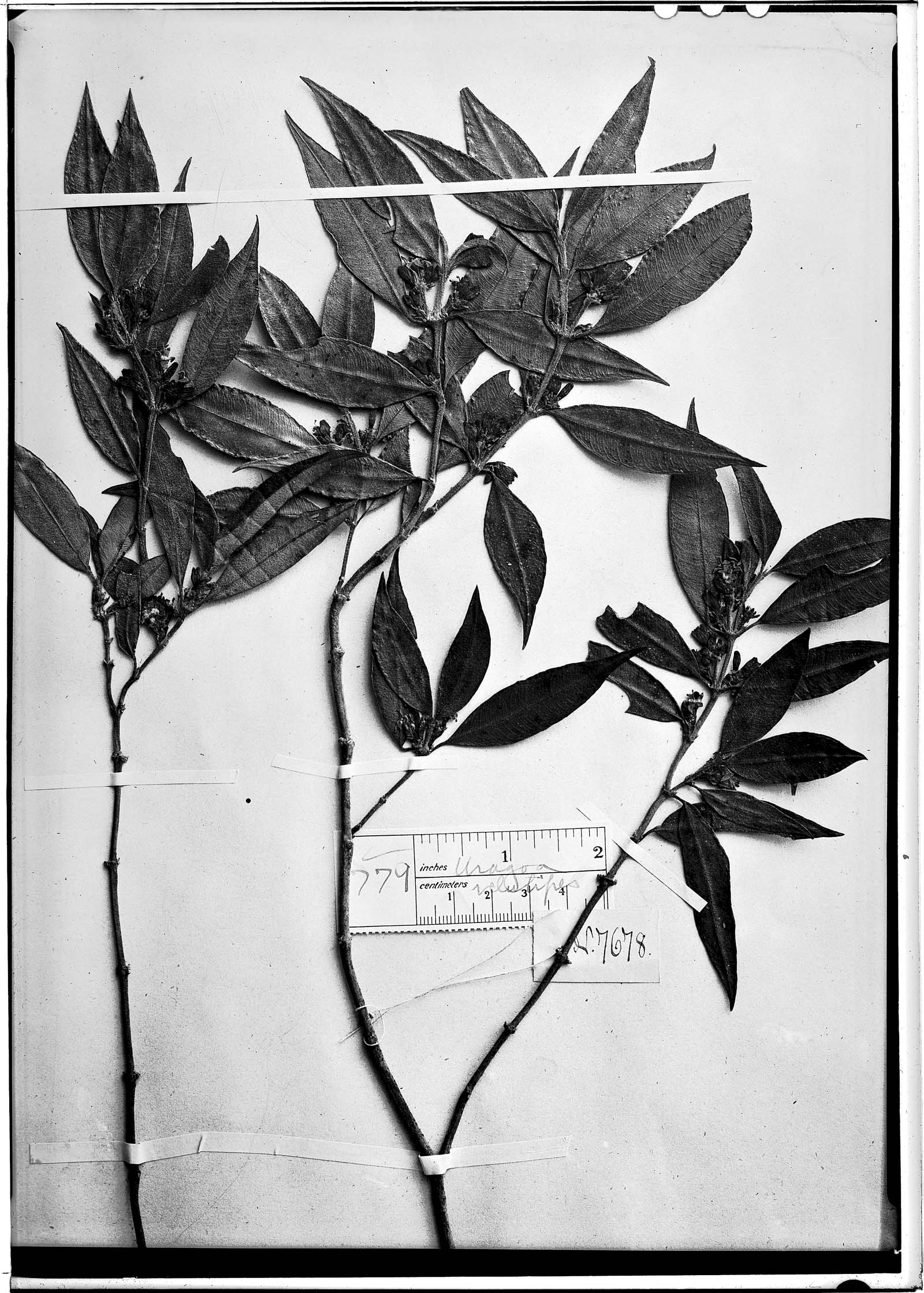 Psychotria thomensis image