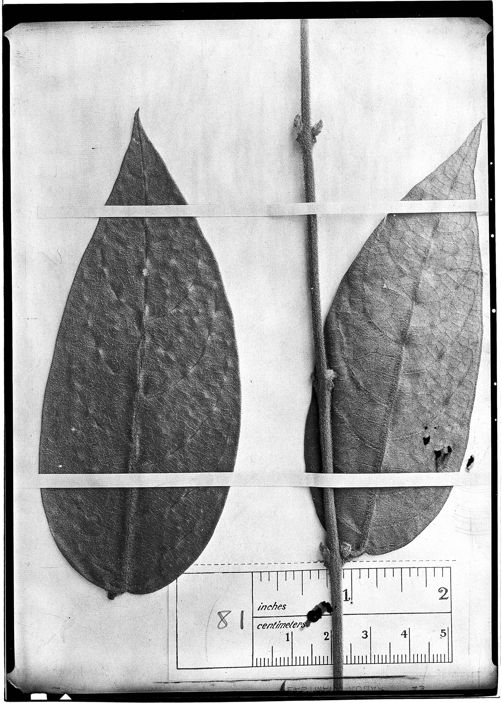 Rondeletia stipularis image