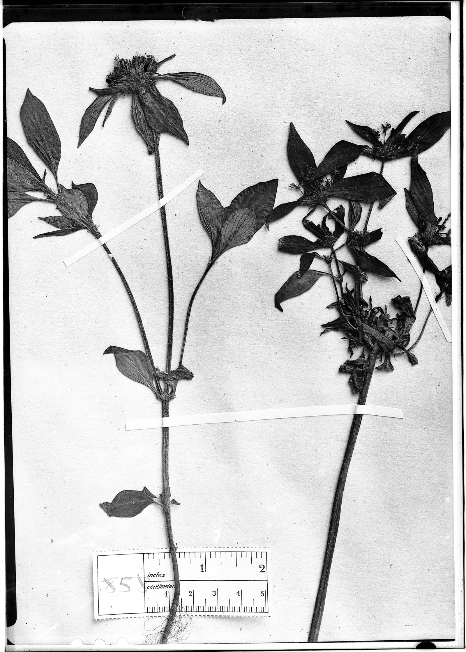 Crusea hispida image