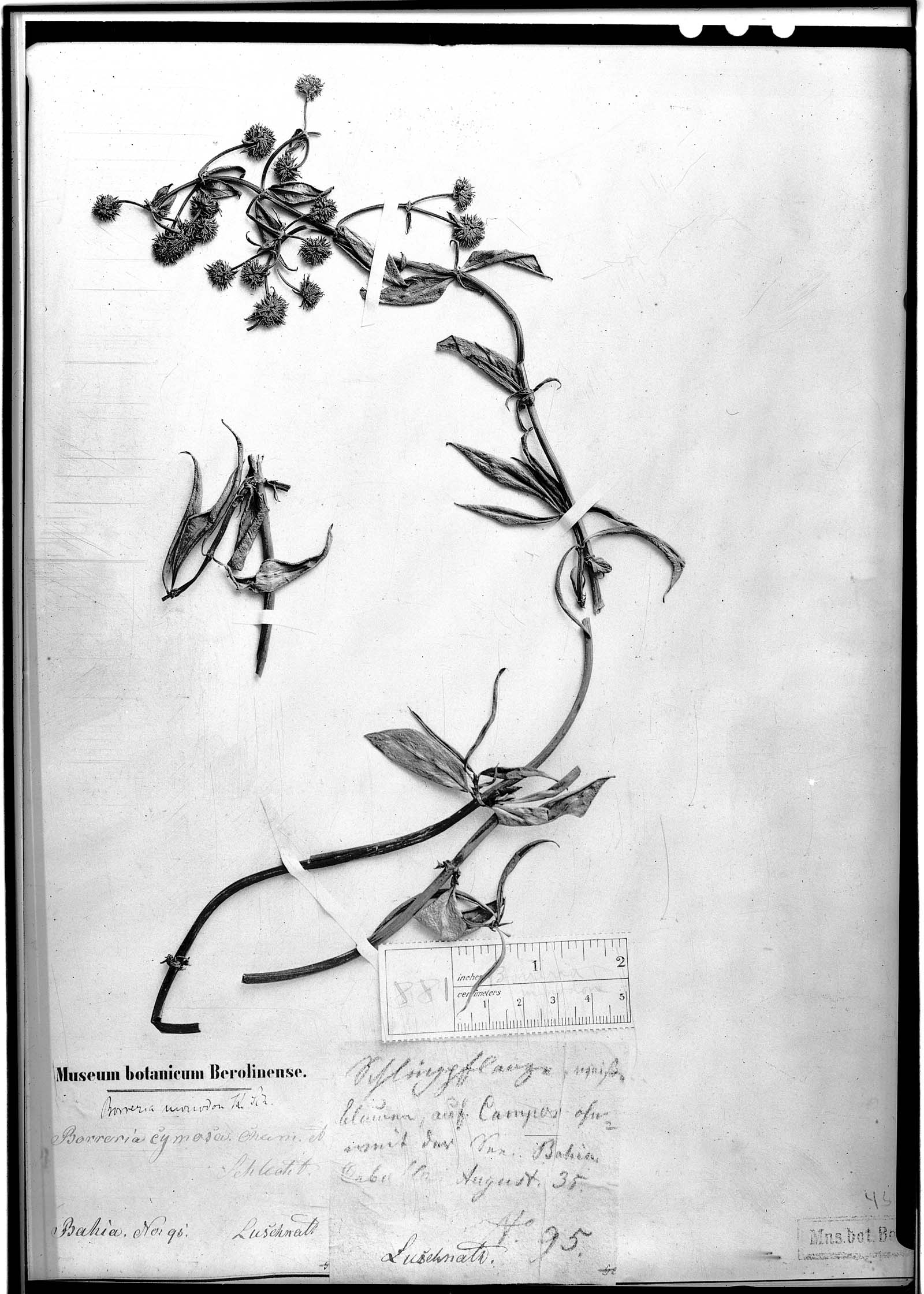 Denscantia monodon image