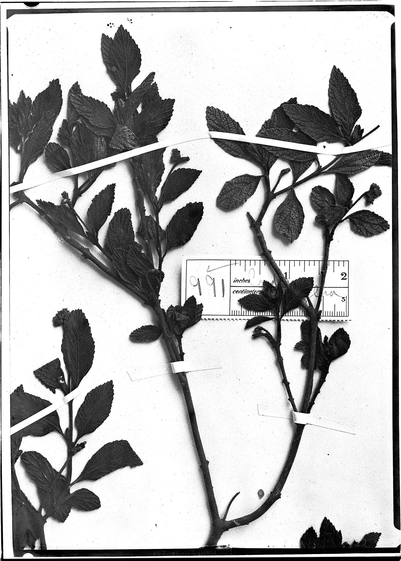 Cordia pauciflora image