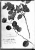 Cordia rotundifolia image