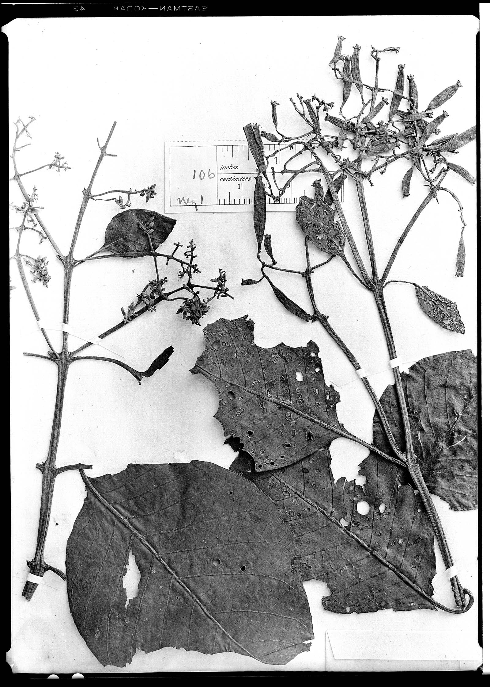 Cinchona purpurea image