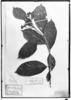 Cordia trachyphylla image