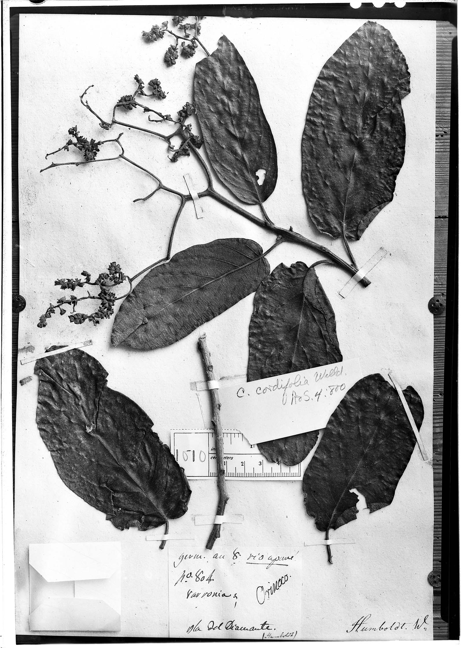 Cordia cordifolia image