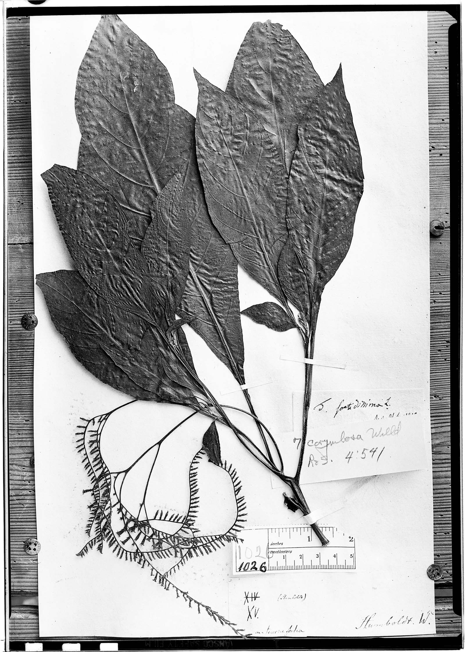 Tournefortia corymbosa image