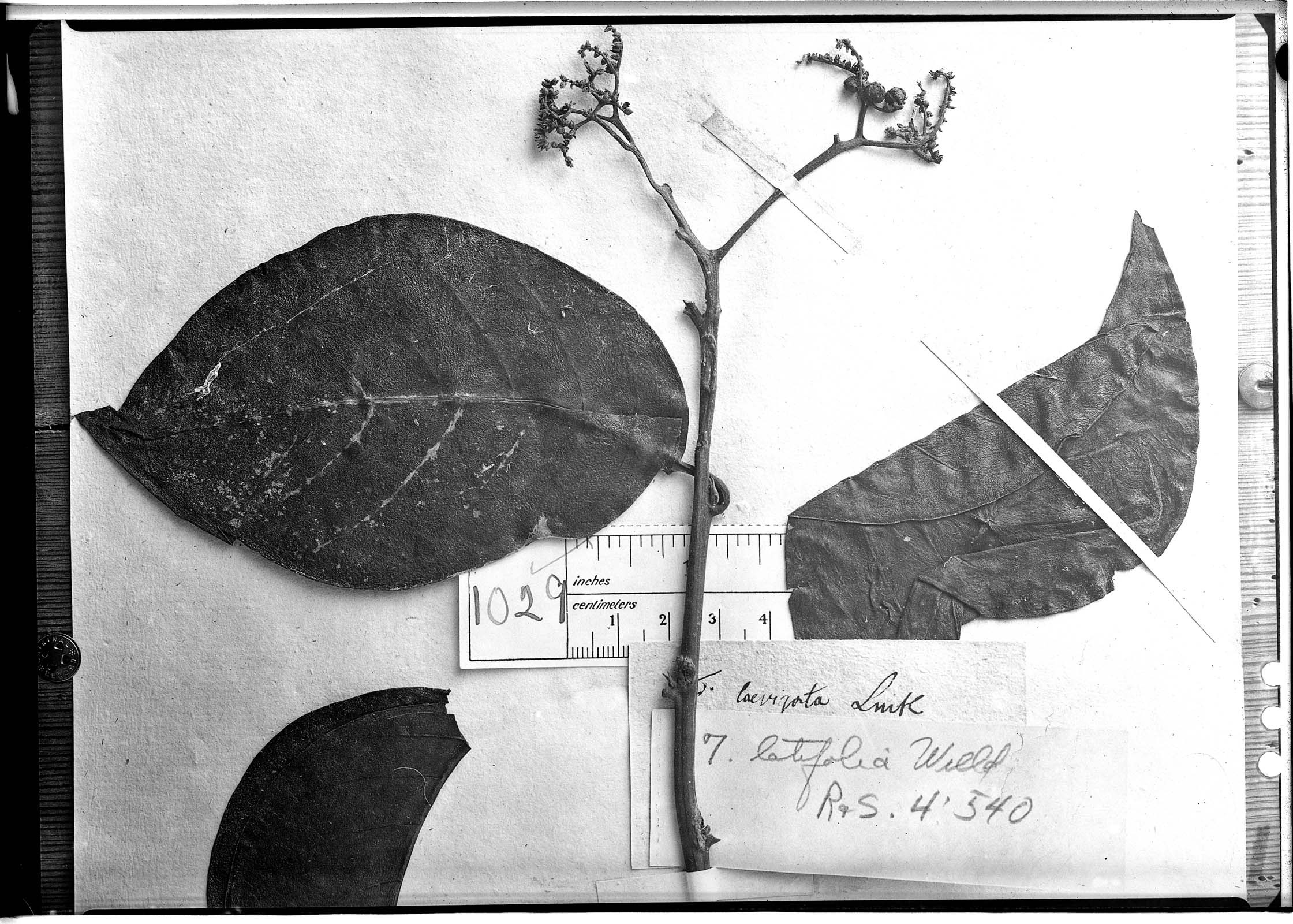 Tournefortia latifolia image