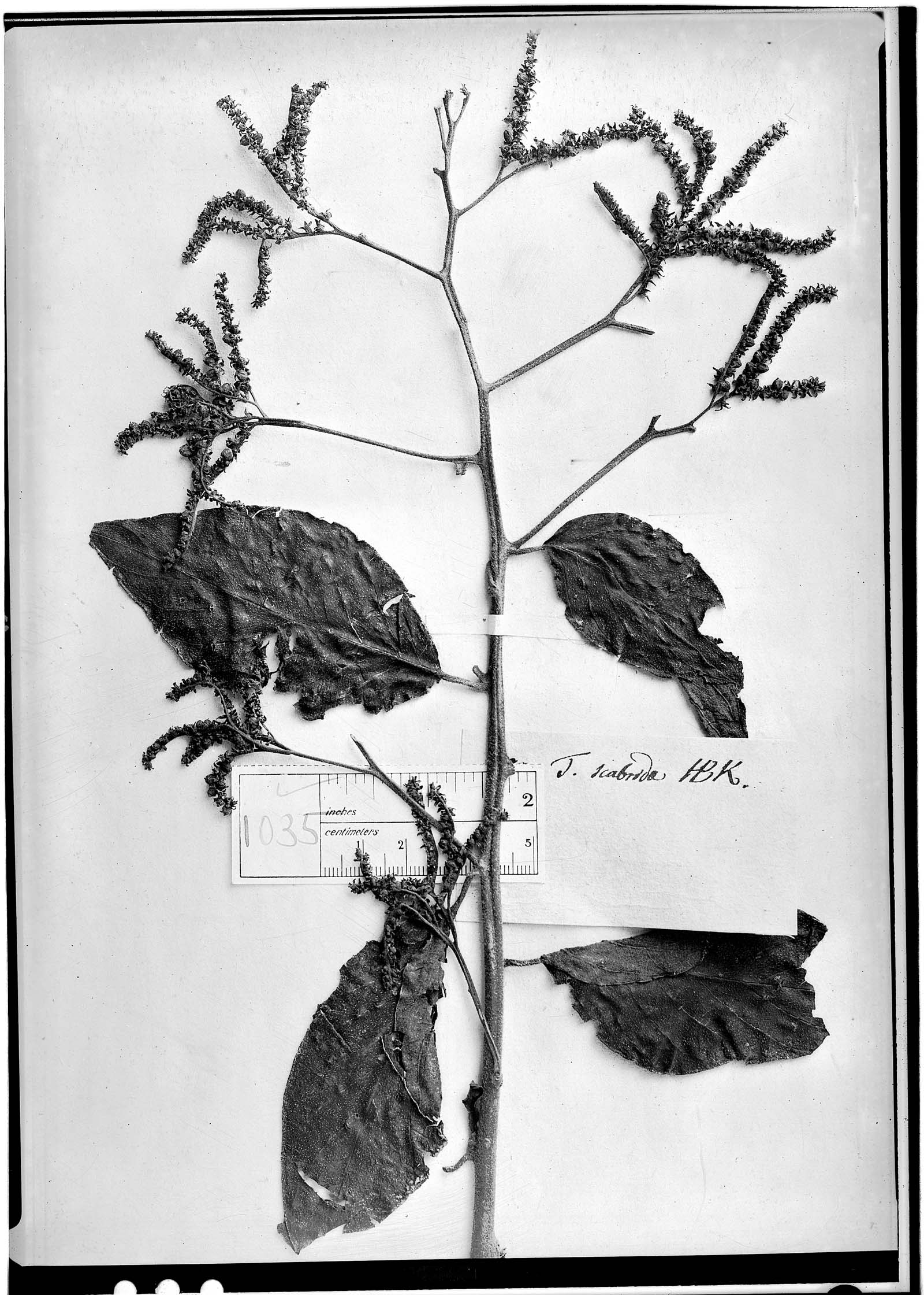 Tournefortia scabra image