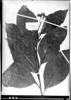 Tournefortia coriacea image