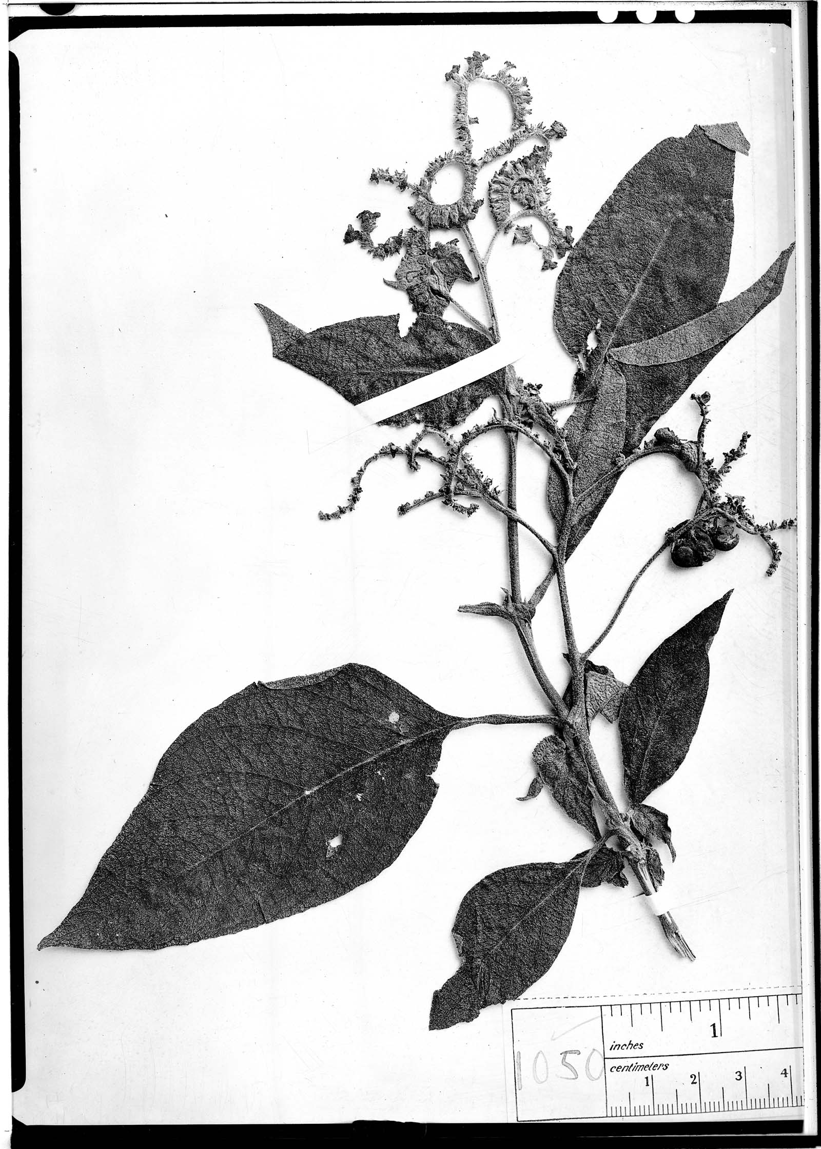 Tournefortia loxensis image