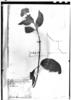 Heliotropium oppositifolium image