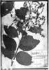 Tournefortia paniculata image