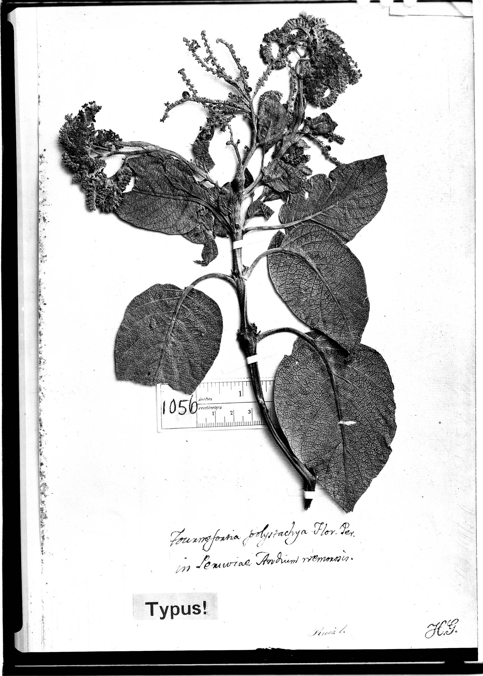 Tournefortia polystachya image
