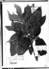 Tournefortia undulata image