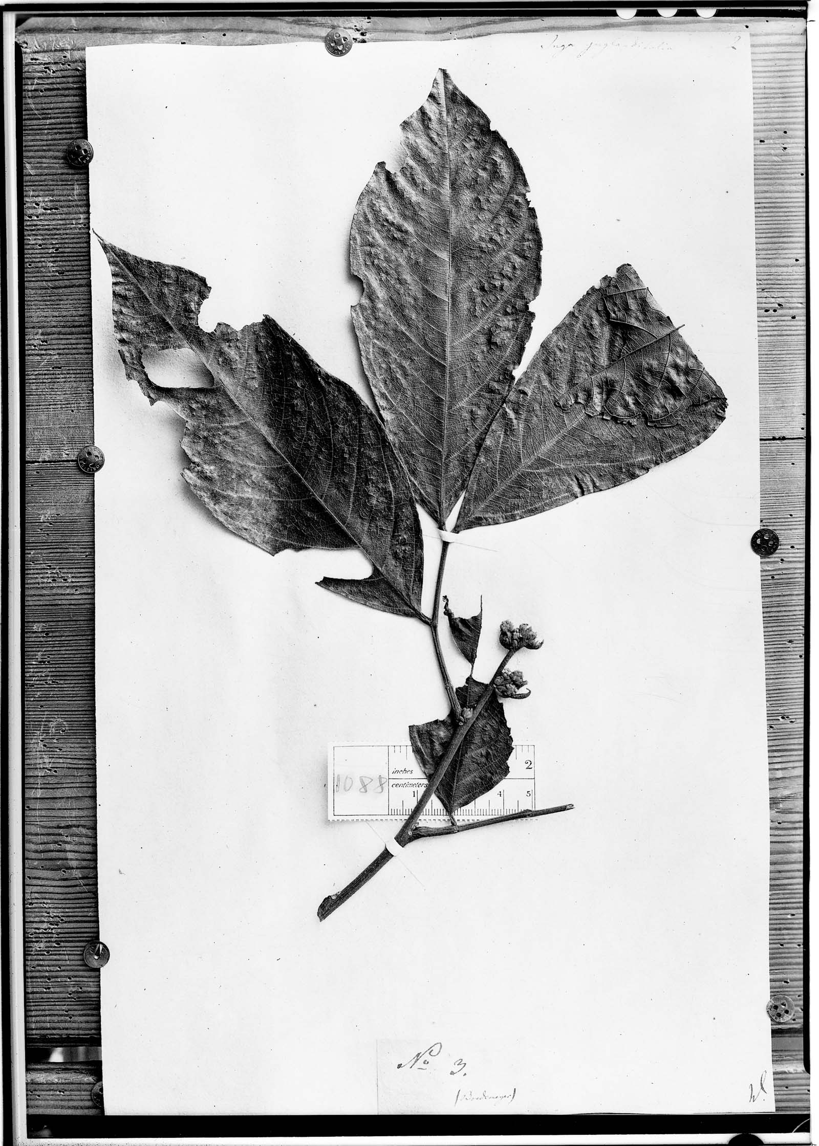 Inga juglandifolia image