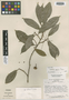 Pouteria gracilis image