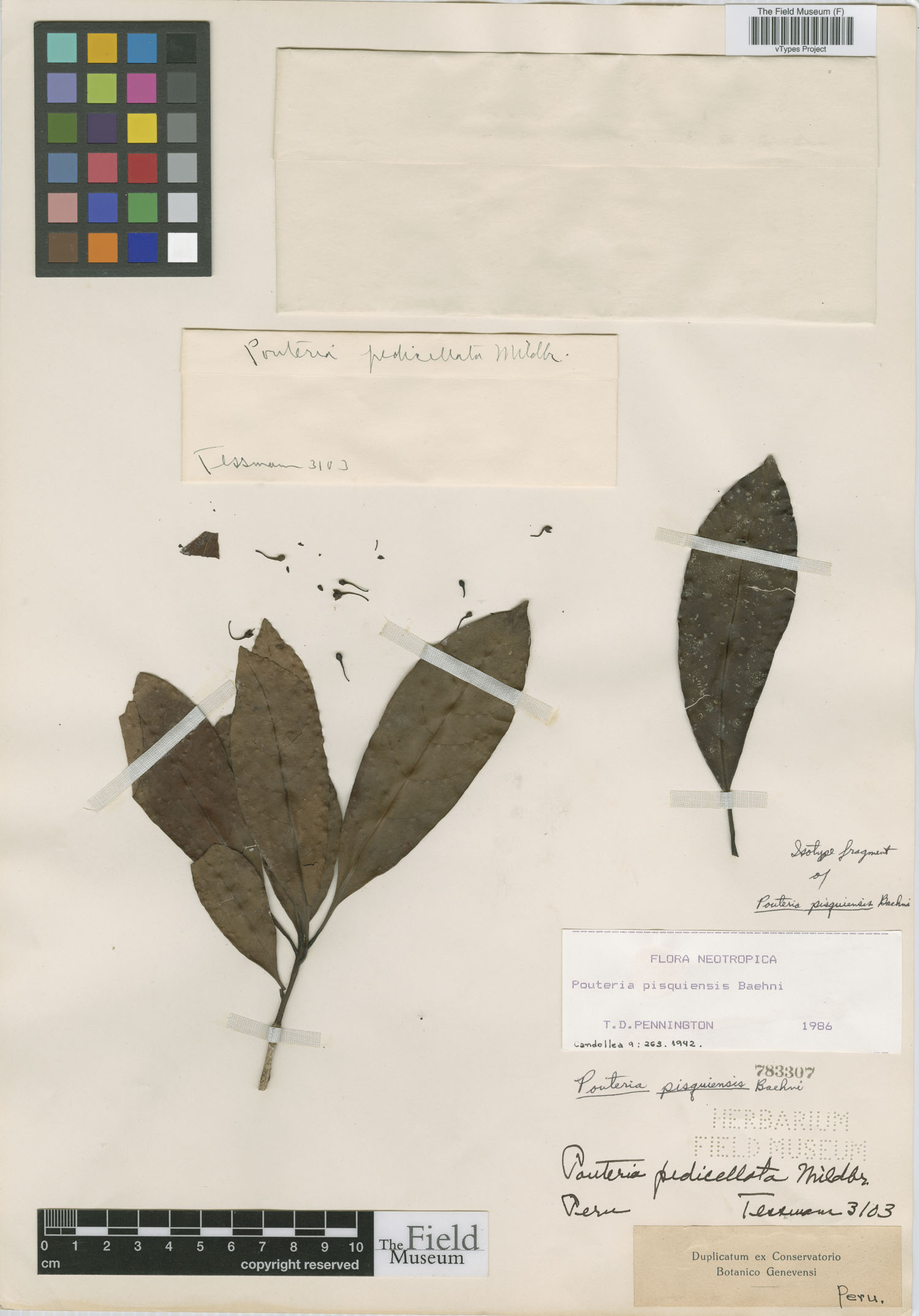 Pouteria pisquiensis image