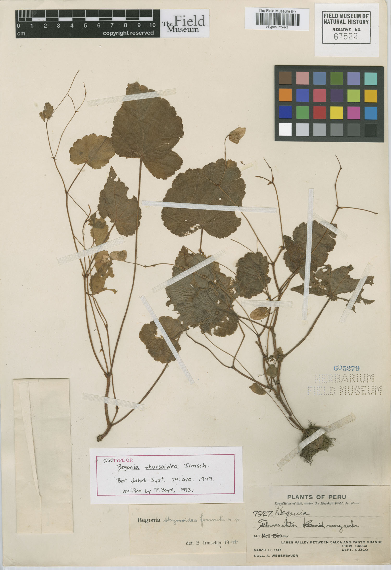 Begonia thyrsoidea image