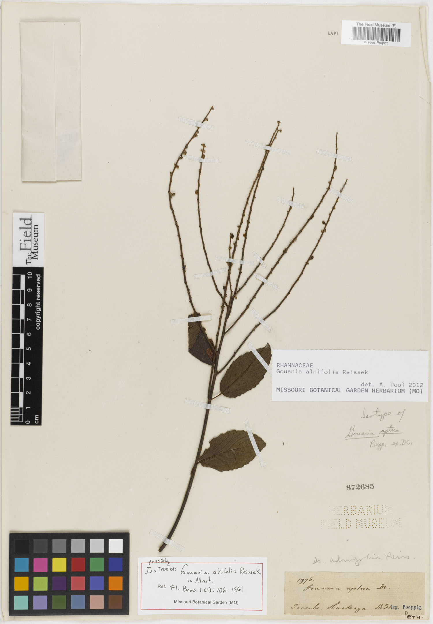 Gouania alnifolia image