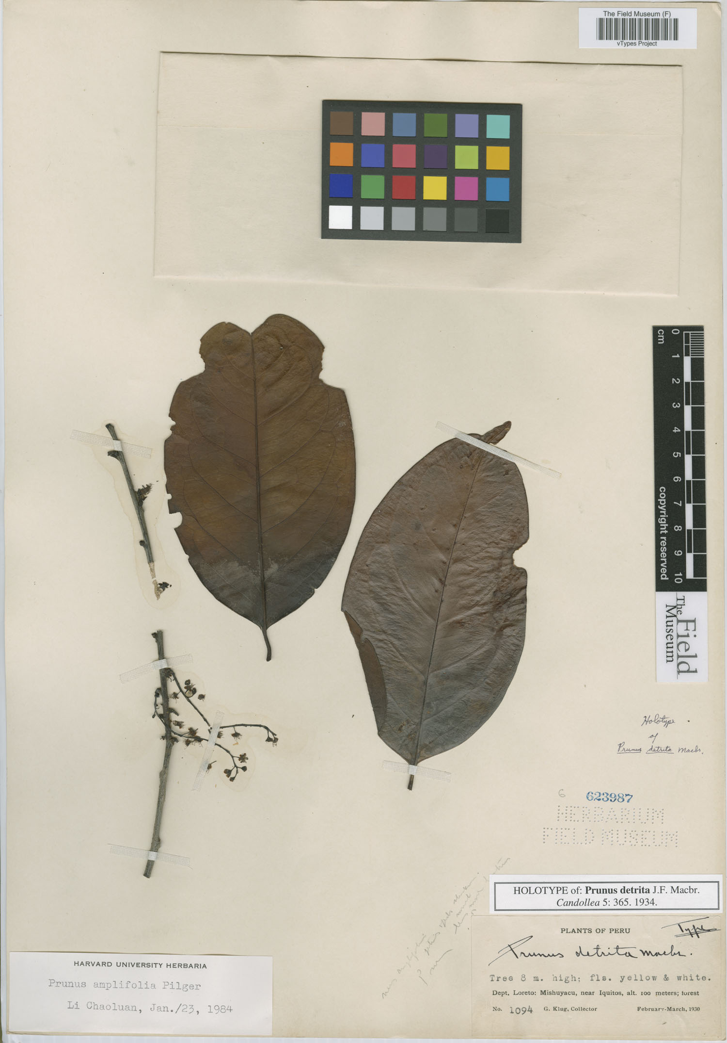 Prunus detrita image